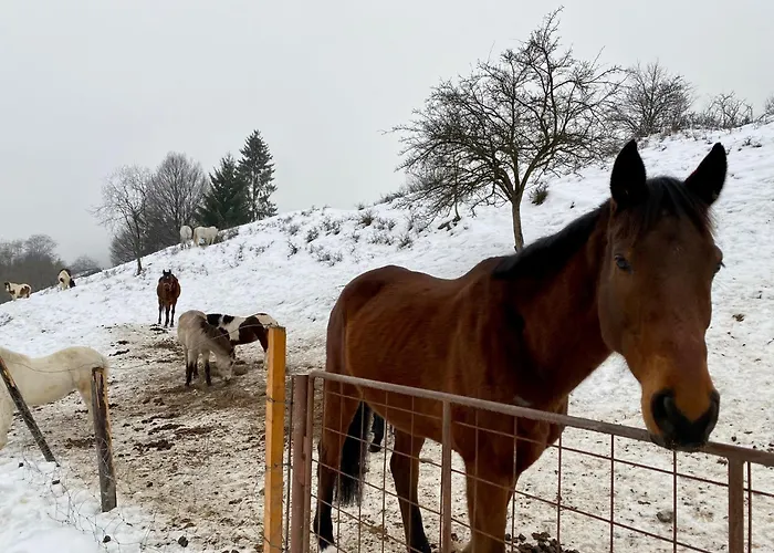 Klea - 10 Min To Chopok Jasna, Tale, Myto